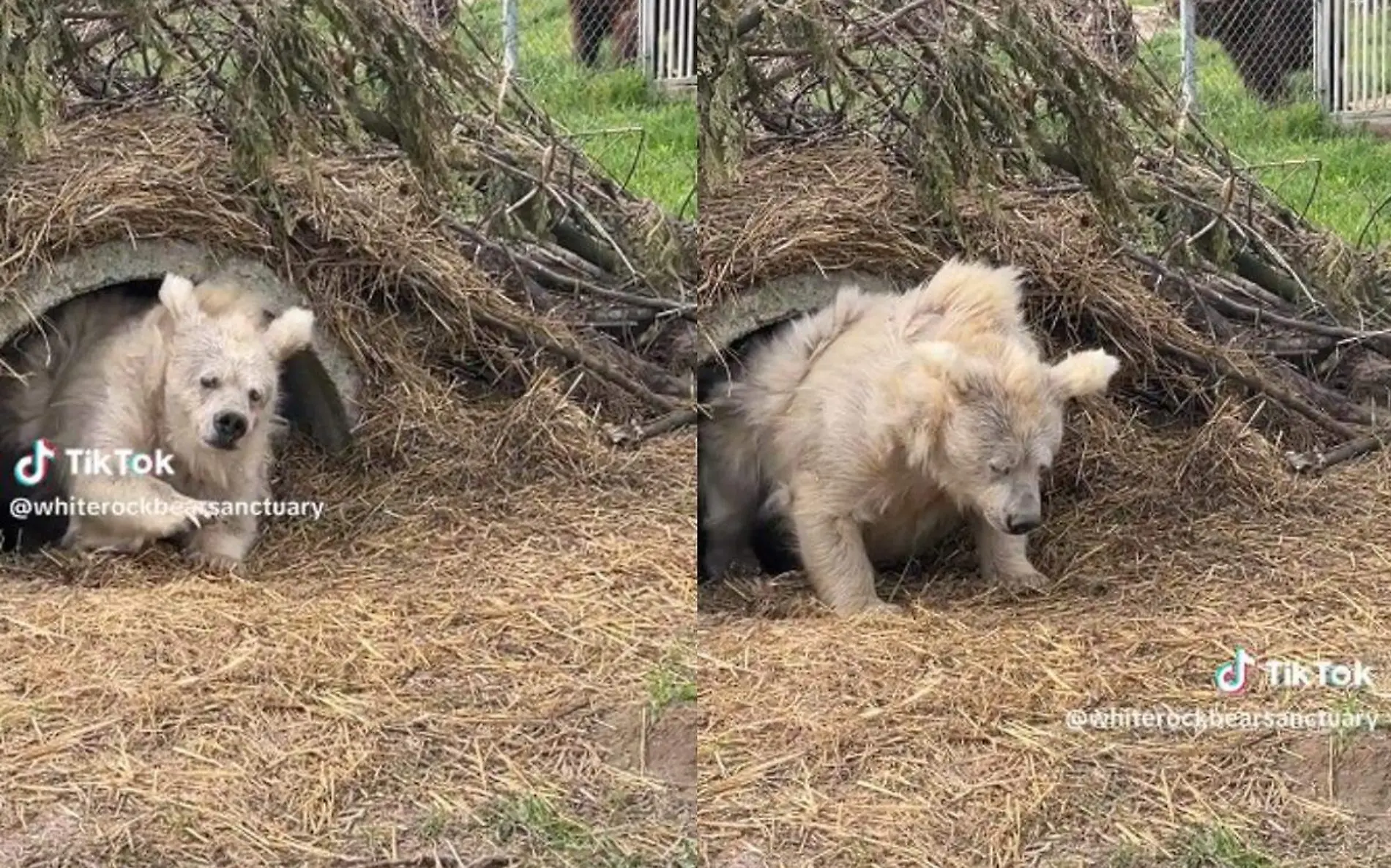 Oso sale de siesta